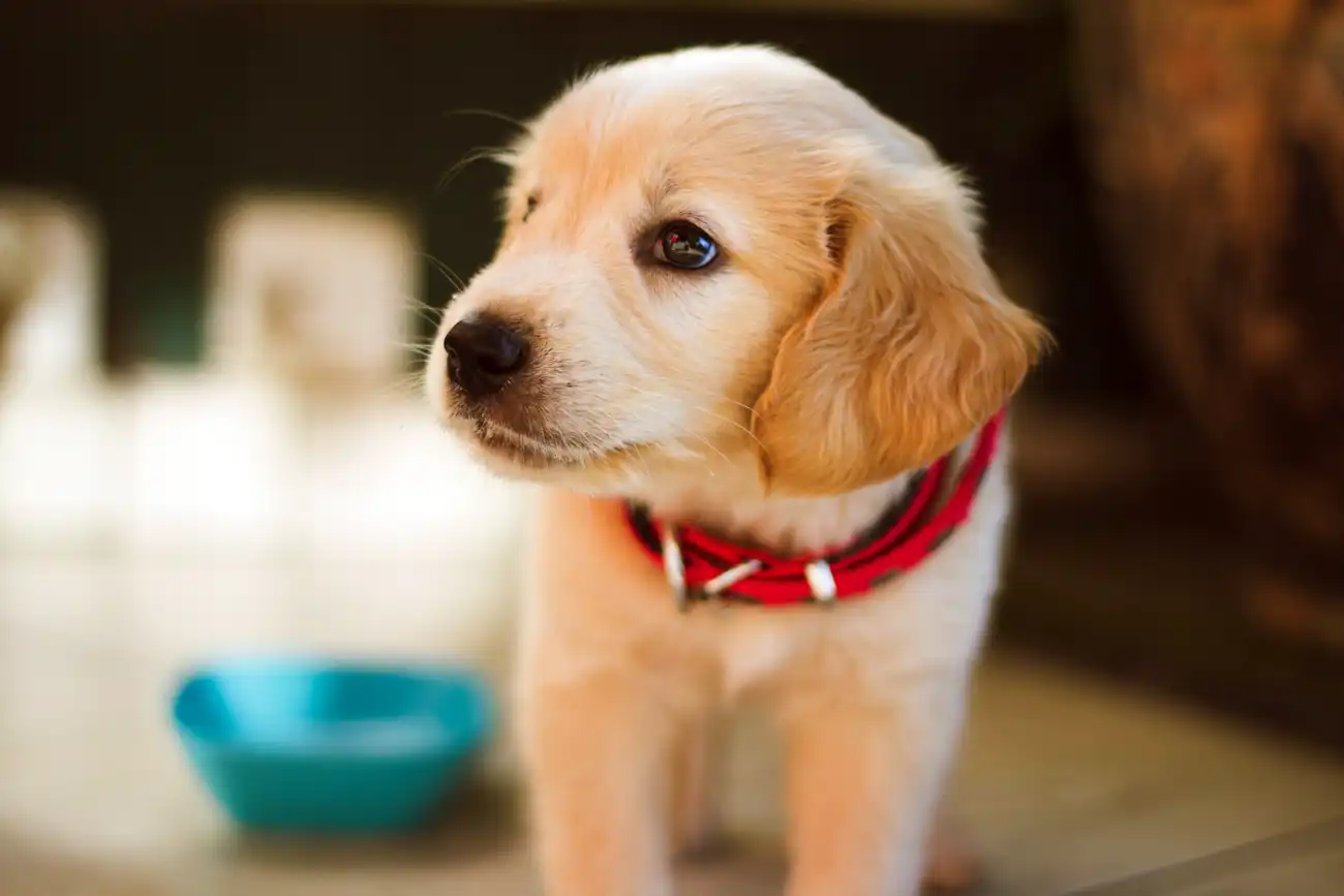 Selective focus photography of short-coated brown puppy facing right side